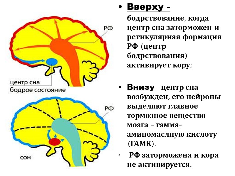 Вверху - бодрствование, когда центр сна заторможен и ретикулярная формация РФ (центр бодрствования) активирует
